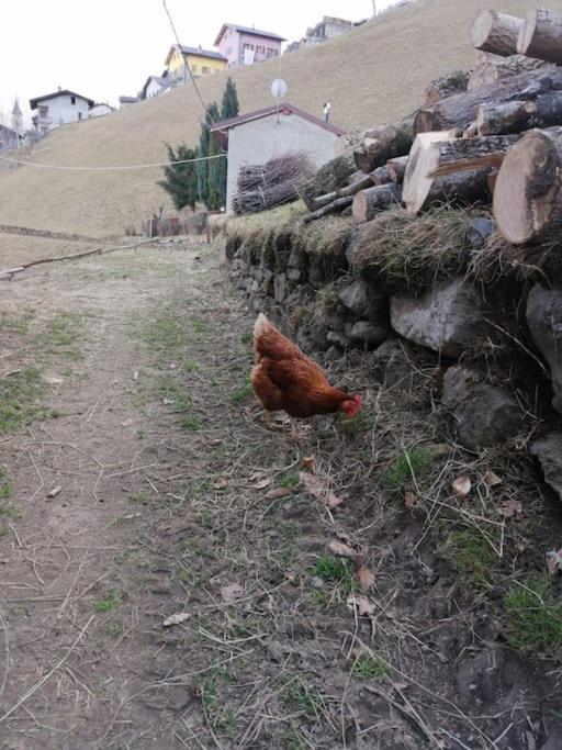 Graziosa, Casetta In Valgerola Rasura Luaran gambar